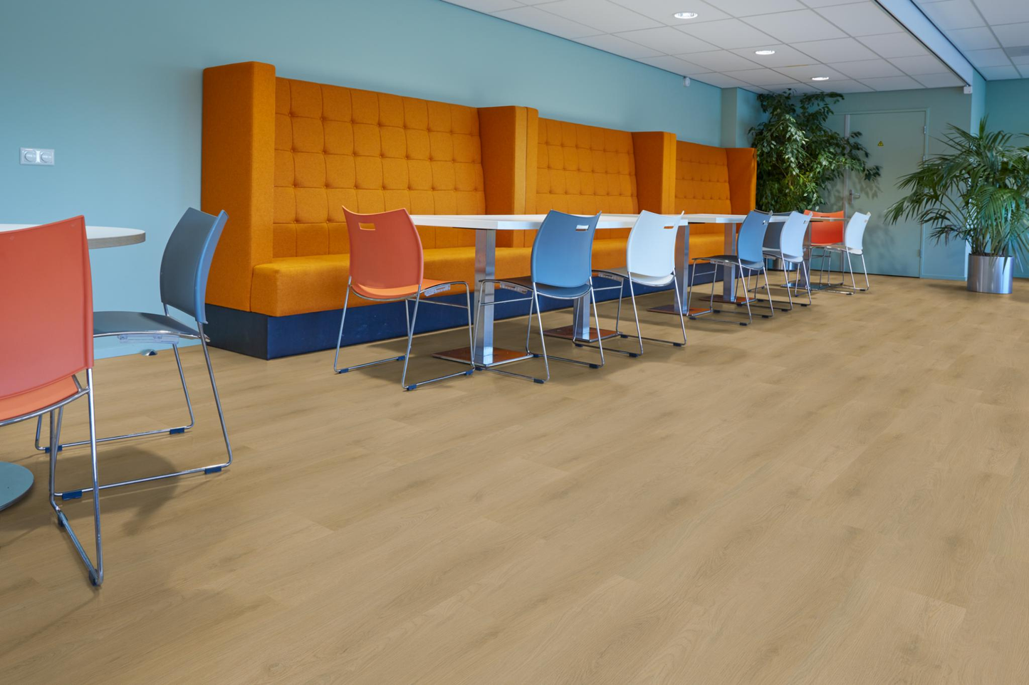 P445 click light oak